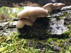 Pleurotus ostreatus