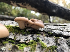 Pleurotus ostreatus