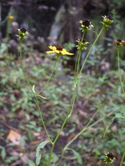 Coreopsis palustris