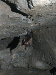 Myotis bechsteinii