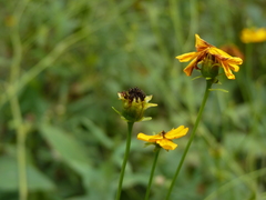 Coreopsis palustris