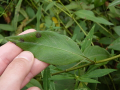Coreopsis palustris