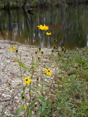 Coreopsis palustris