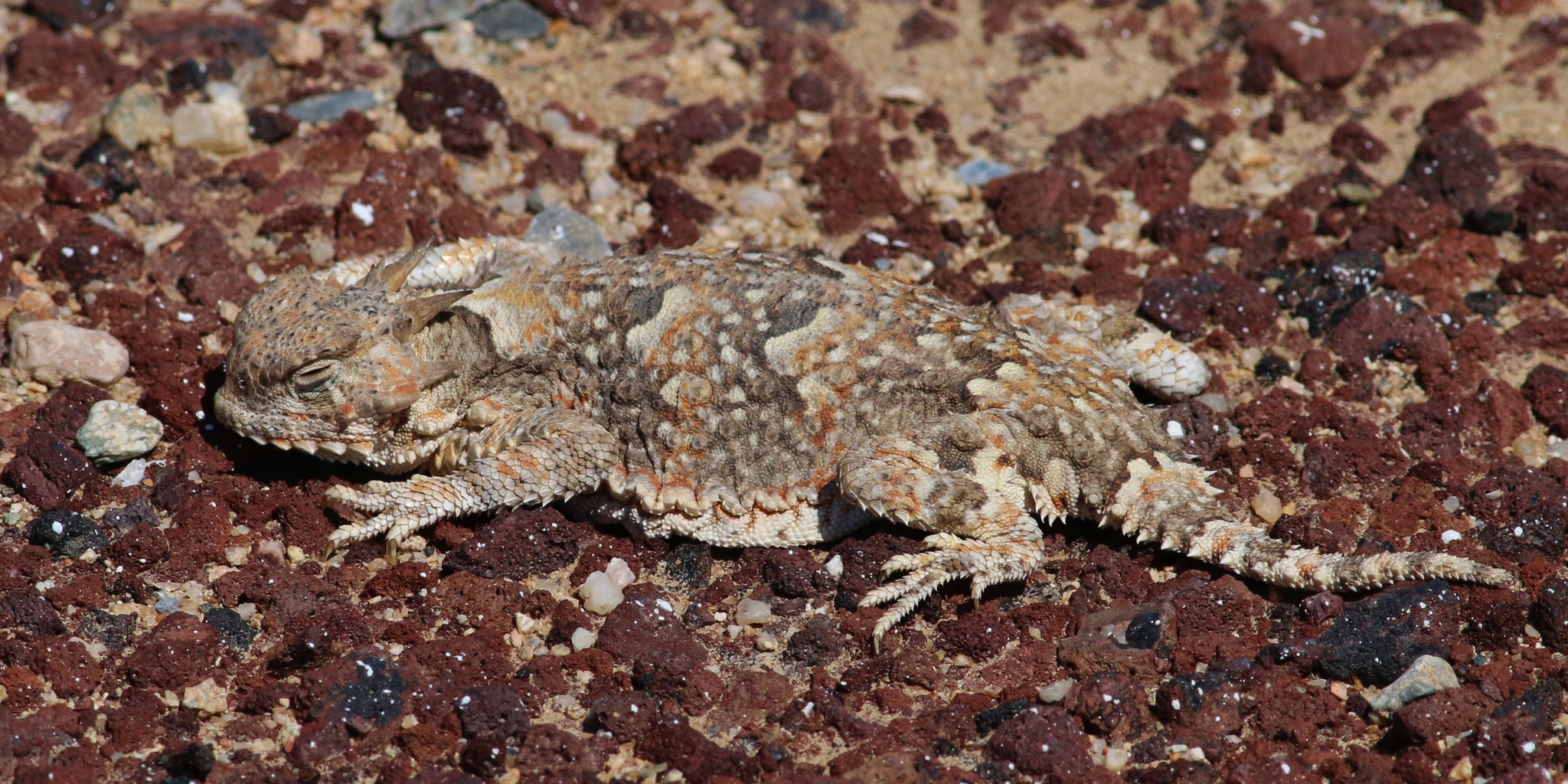 camaleón del desierto (Phrynosoma platyrhinos) · iNaturalist Mexico