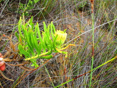 Leucospermum rodolentum