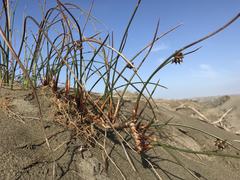 Juncus breweri