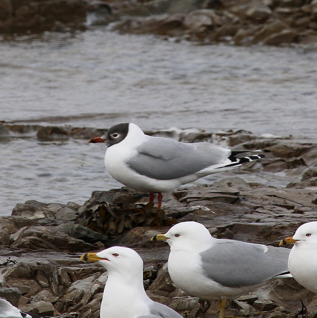 Masked × Large White-headed Gulls
