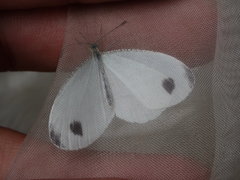Leptosia nina niobe