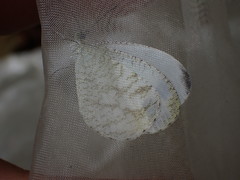 Leptosia nina niobe