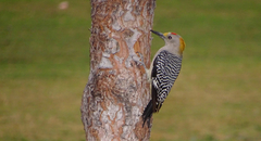 Melanerpes aurifrons