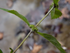 Lycopus angustifolius