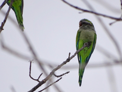 Myiopsitta monachus