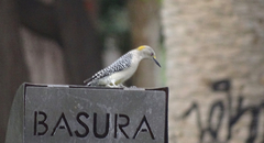 Melanerpes aurifrons
