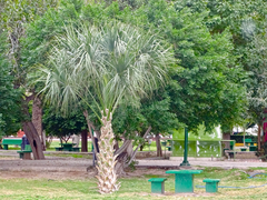Sabal mexicana