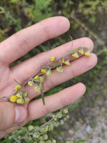 Artemisia sieversiana iNat (3)
