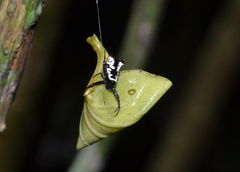 Micrathena saccata