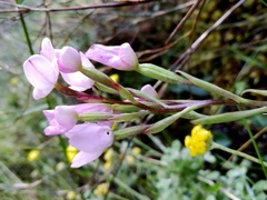 Disa rosea