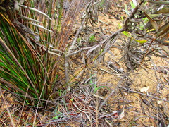 Leucospermum rodolentum
