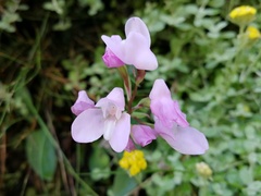 Disa rosea