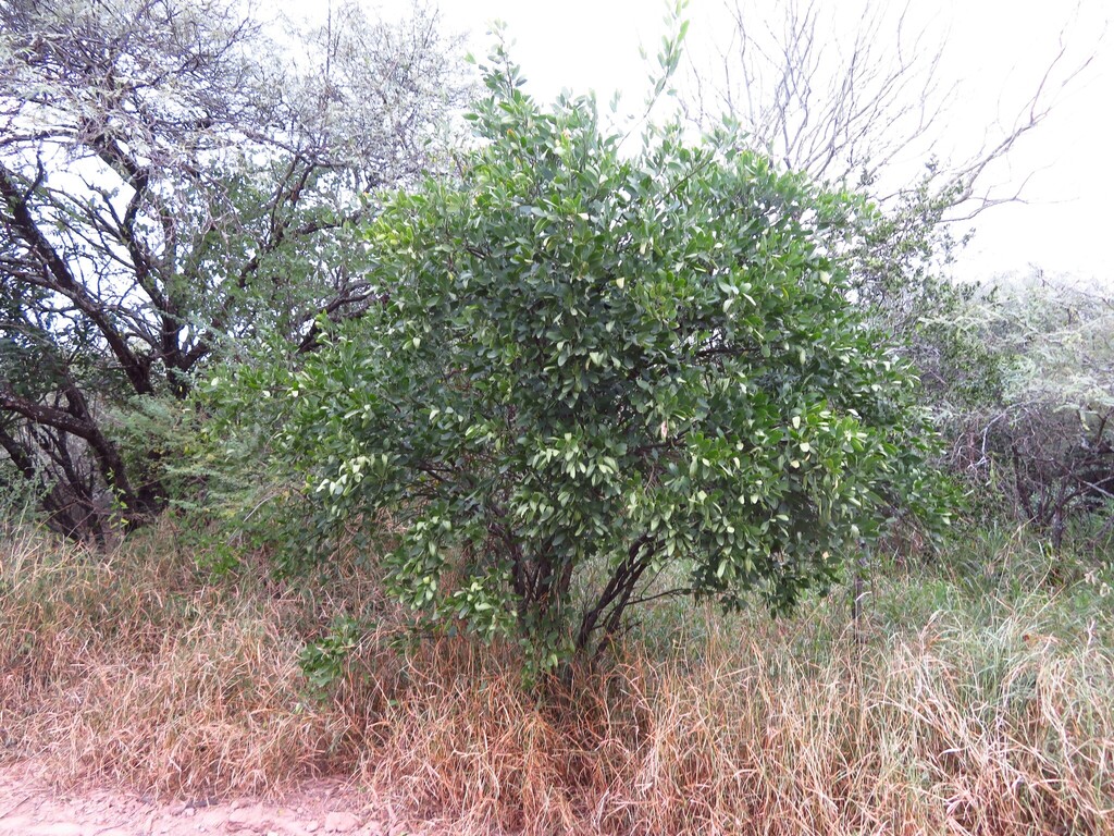 Morisonia speciosa