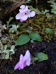 Disa rosea
