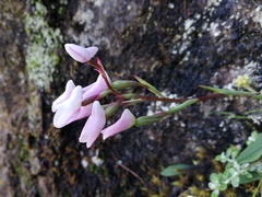 Disa rosea