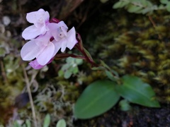 Disa rosea
