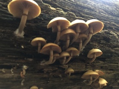 Galerina marginata