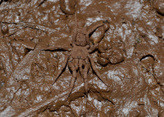 Paratropis tuxtlensis