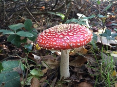 Amanita muscaria muscaria
