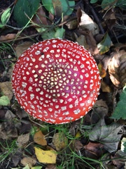 Amanita muscaria muscaria