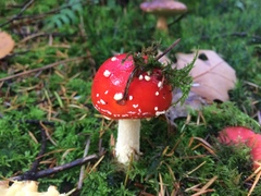 Amanita muscaria muscaria