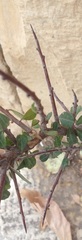 Magnoliopsida