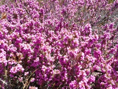 Erica mollis