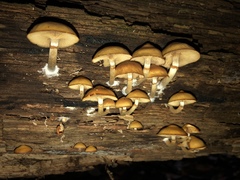 Galerina marginata