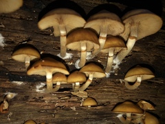 Galerina marginata