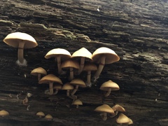 Galerina marginata