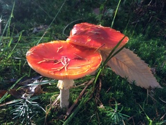 Amanita muscaria muscaria
