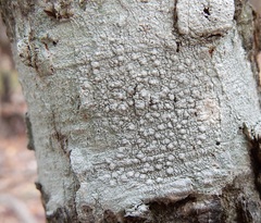 Pertusaria texana