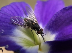Phthiriinae