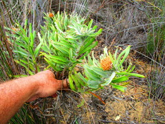 Leucospermum rodolentum