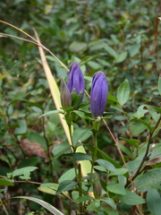 Gentiana catesbaei