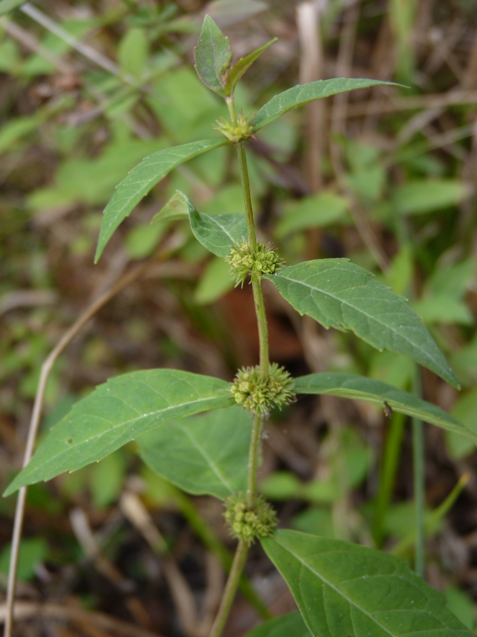 Lycopus angustifolius