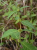Narrowleaf Bugleweed - Photo (c) Nate Hartley, some rights reserved (CC BY-NC), uploaded by Nate Hartley