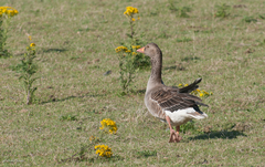 Anser anser anser