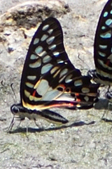 Graphium doson postianus