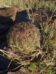 Echinomastus intertextus intertextus