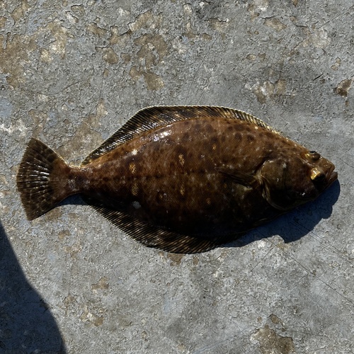 Petrale-tong (Eopsetta jordani) — Pleuronectidae — 4