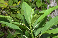 Sapium glandulosum