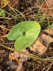 Hexastylis rhombiformis